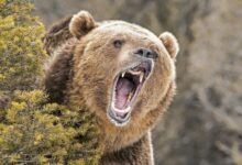 Hunter Attacked And Severely Bitten By Grizzly In Wyoming