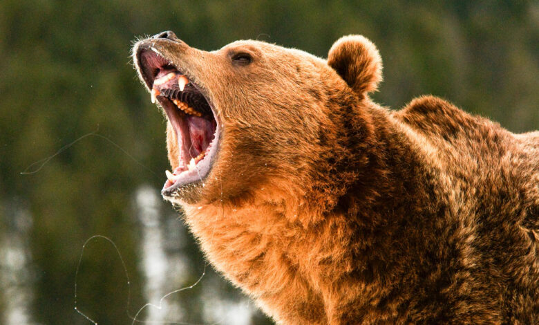 Shed Hunter Faces Off with Charging Grizzly, Drops It with One Shot Shed Hunter Faces Off with Charging Grizzly, Drops It with One Shot