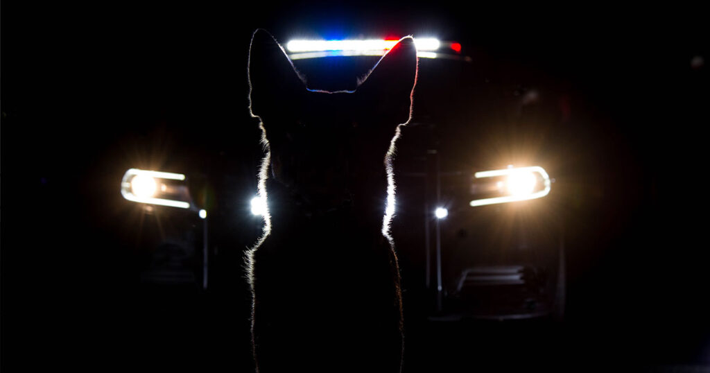 Concealed Carrier Caught After K9 Detects Gun at Highland Park, IL High School Game Concealed Carrier Caught After K9 Detects Gun at Highland Park, IL High School Game