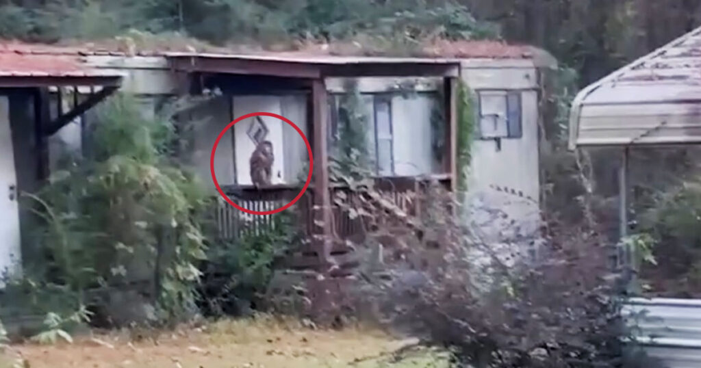 Loose Monkey from Lab Truck Shot by Mississippi Homeowner in Early Morning Scare